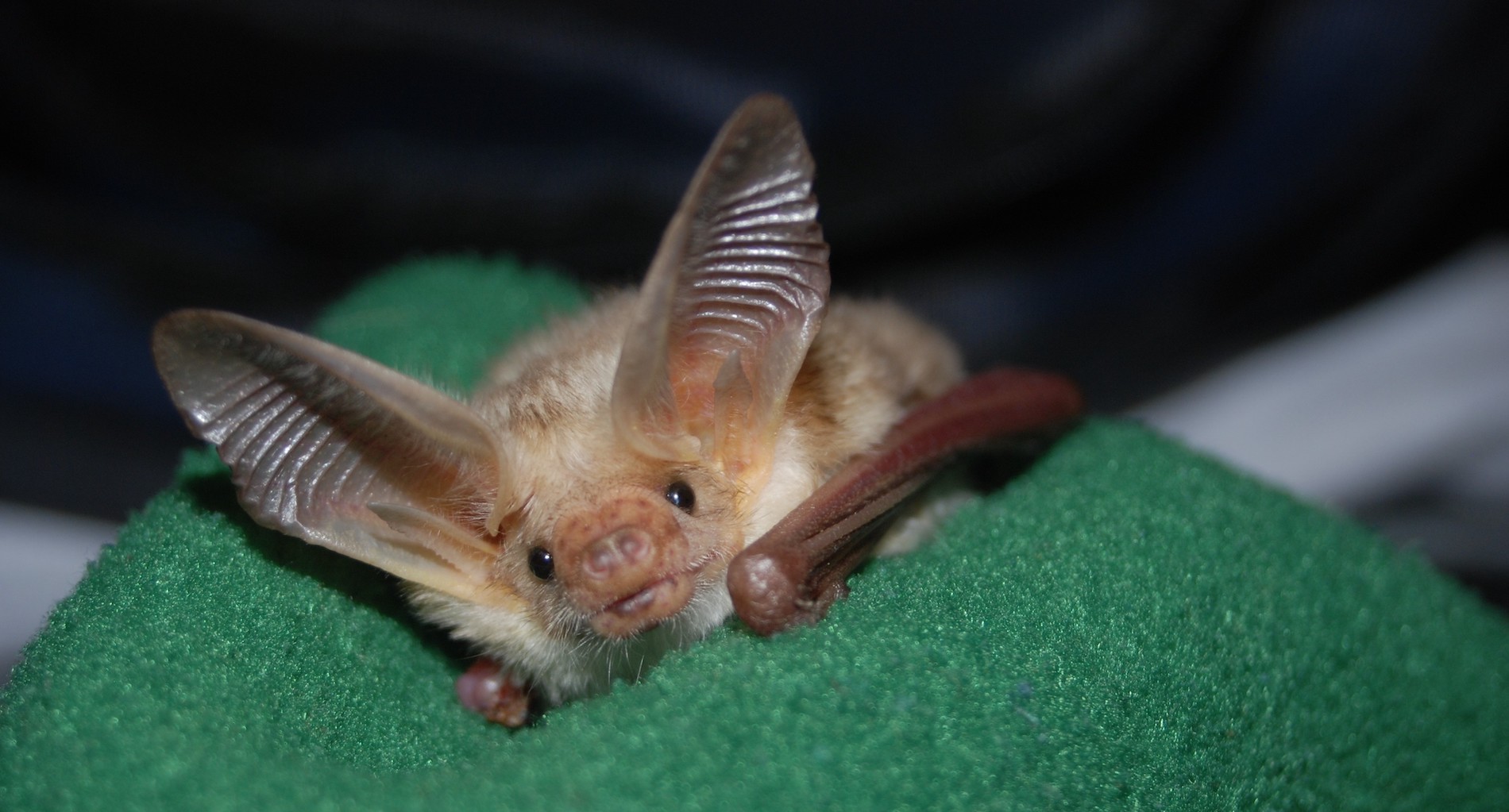 bat – Cricket 11152020