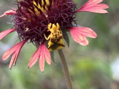 Know your nature neighbors photo